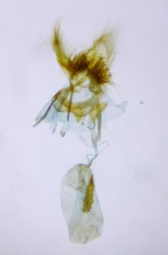 Cnephasia cupressivorana